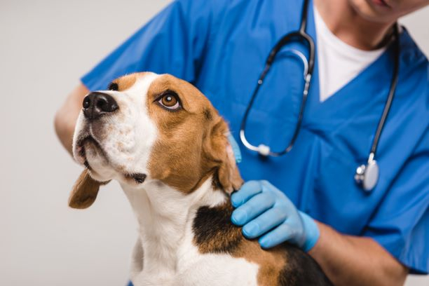 Alertan sobre falta de inversión en salud animal pese aumento de crisis sanitarias