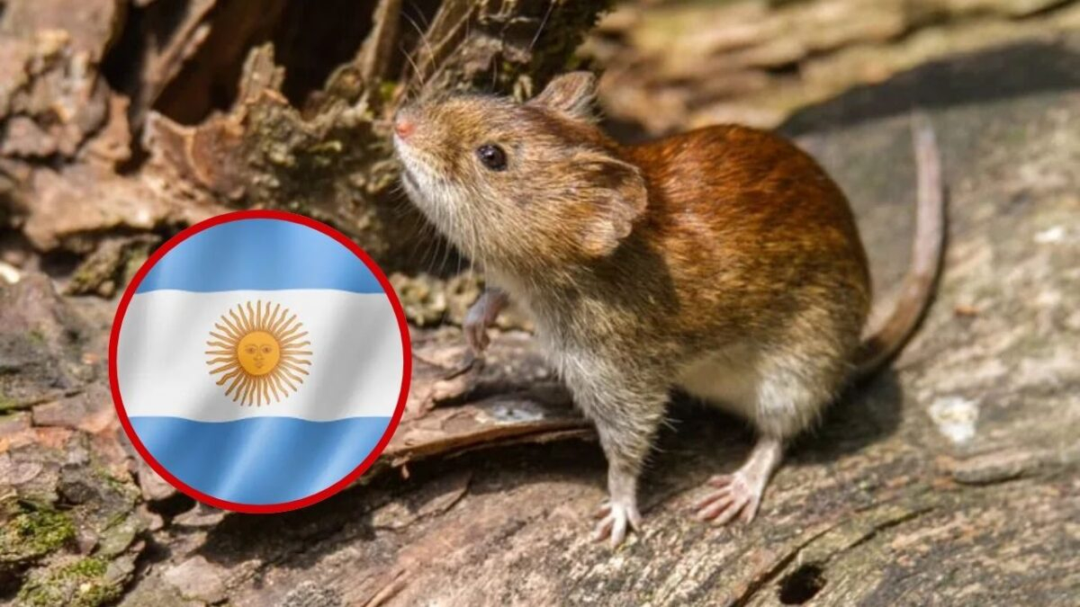 Argentina refuerza la vigilancia epidemiológica del hantavirus