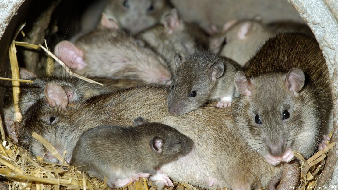EE.UU. asegura que el riesgo de hantavirus para sus ciudadanos es «muy bajo»