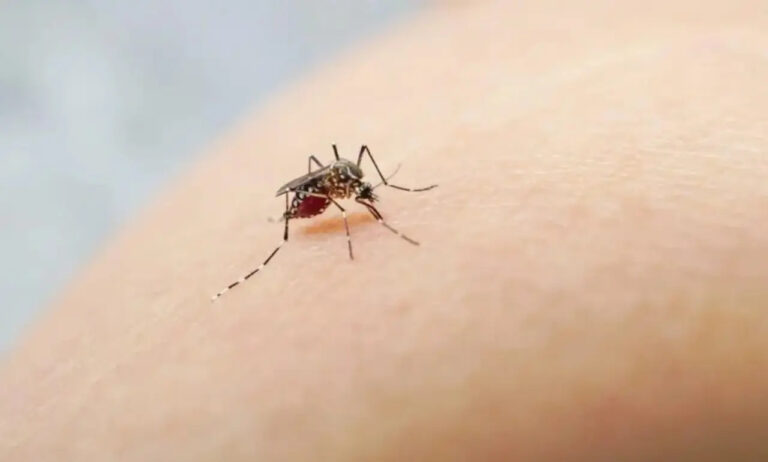 Alarma en Honduras: el dengue rebasa los 4,600 casos