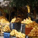 Agricultura refuerza controles fitosanitarios para garantizar exportaciones de mango a Estados Unidos y Europa