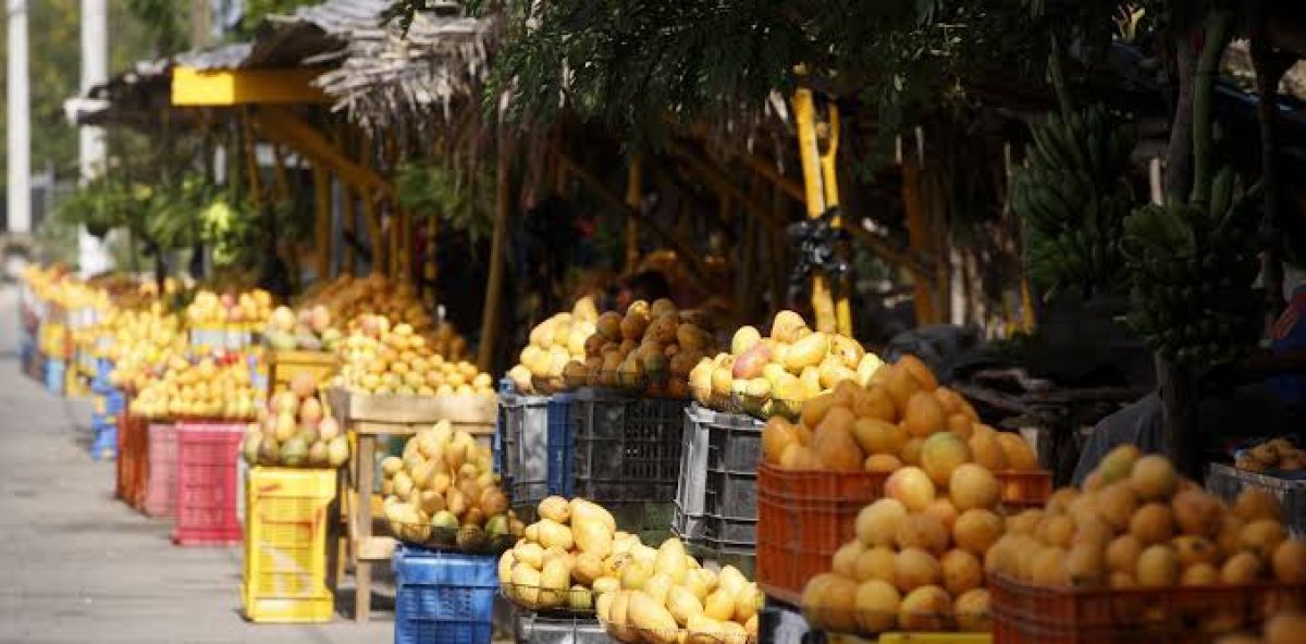 Agricultura refuerza controles fitosanitarios para garantizar exportaciones de mango a Estados Unidos y Europa