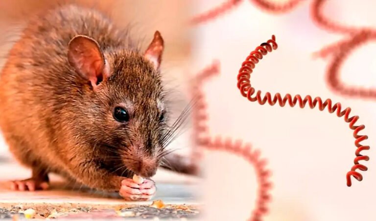 Casos de leptospirosis aumentan un 229 % en República Dominicana durante el primer semestre de 2026
