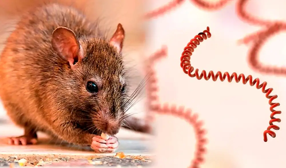 Casos de leptospirosis aumentan un 229 % en República Dominicana durante el primer semestre de 2026
