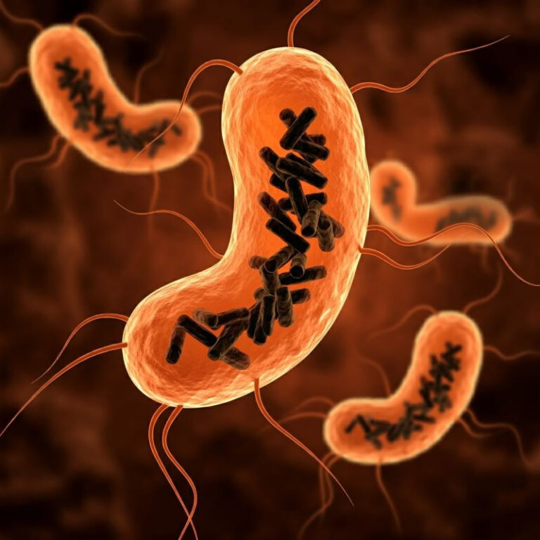 Descubren que las bacterias trabajan en equipo para evadir antibióticos