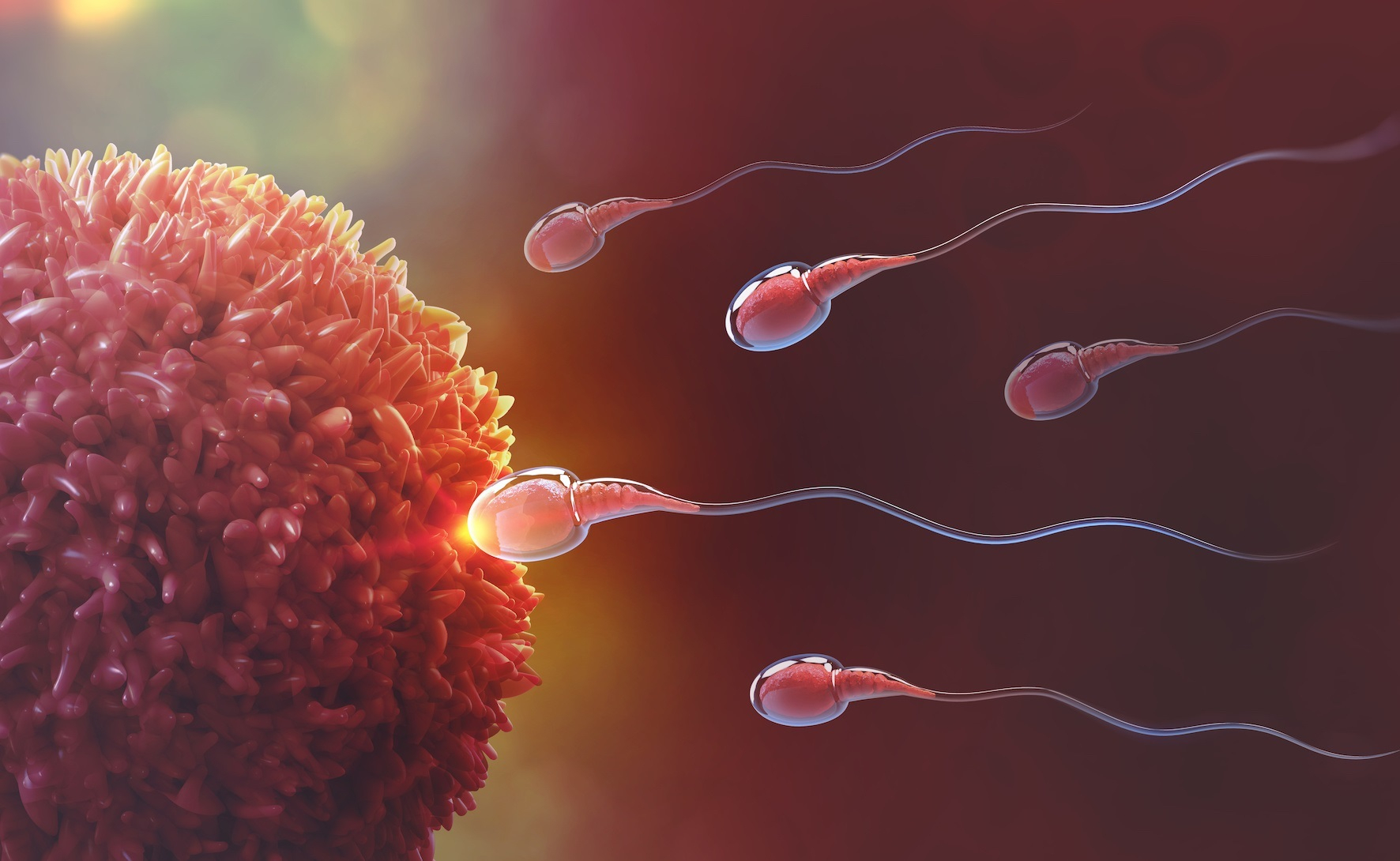 La edad paterna afecta la fertilidad: mutaciones en esperma suben 31%