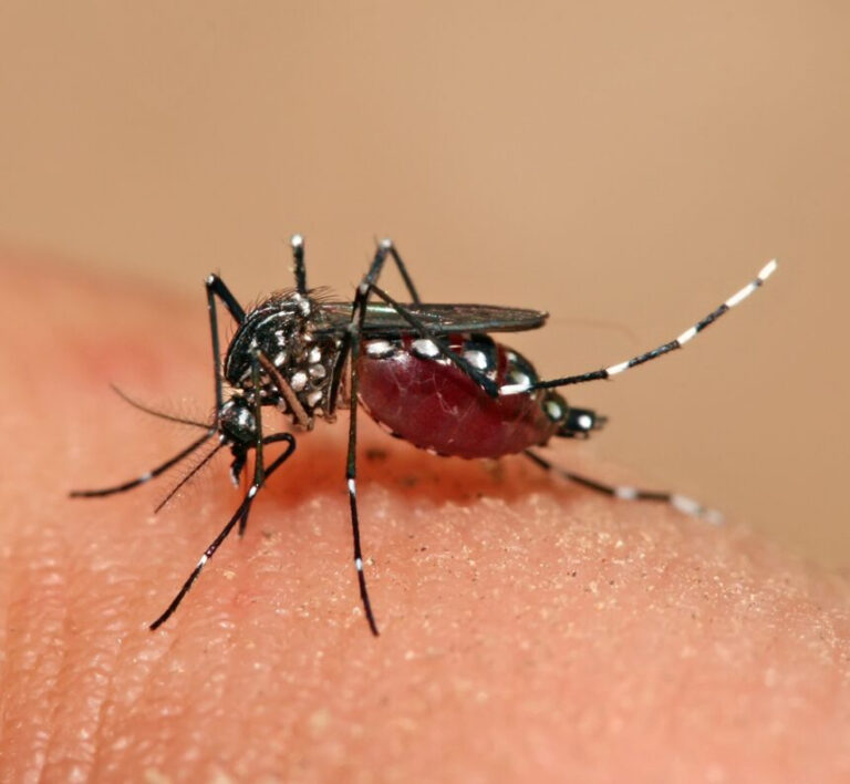 Ministerio de Salud reporta 1,411 casos acumulados de dengue en Costa Rica en lo que va de 2026