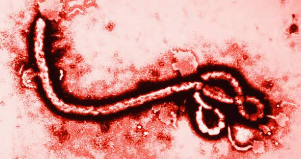 Una vacuna oral ensayada en Madrid contra 1 variante del Ébola muestra su eficacia